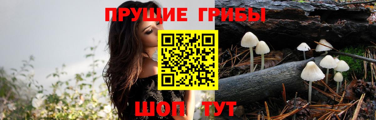 Красноярск  Галлюциногенные грибы GOLDEN TEACHER  Псилоцибиновые грибы мухоморы  купить   Вход с VPN 